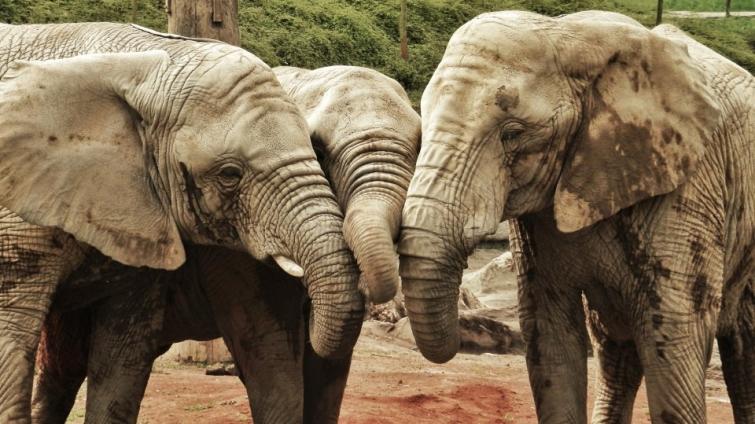 Ekonomická situace ve zlínské zoo je vážná