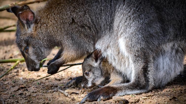 Klokaní babyboom ve zlínské zoo