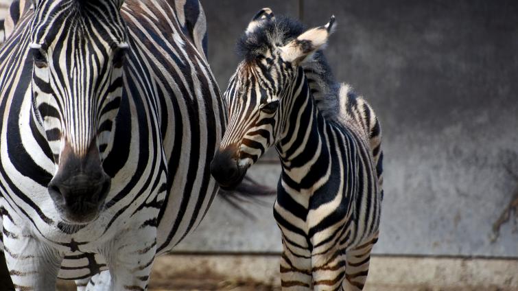 Zoo hlásí nové přírůstky, gibona i zebru