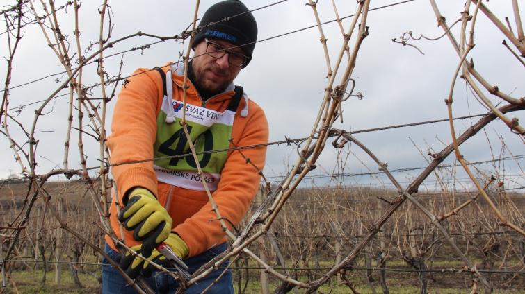 Na Slovácku se utkají nejlepší řezači révy vinné o titul mistra České republiky