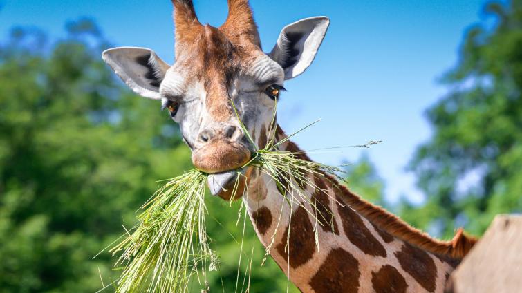 Neukáznění návštěvníci zlínské zoo krmí zvířata a porušují zákaz vstupu