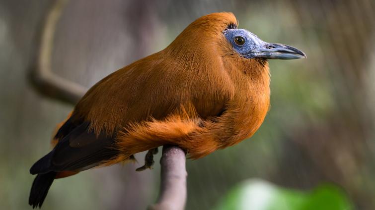 Zlínská zoo přirozeně odchovala kotingu tříbarvou. Jako první v Evropě!