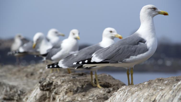 Za hromadný úhyn racků v Chropyni na Kroměřížsku může ptačí chřipka