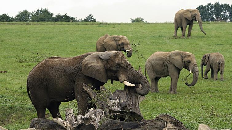Jack už je ve zlínské zoo jako doma! Třicetiletého samce můžete vidět ve výběhu v Karibuni s ostatními slony