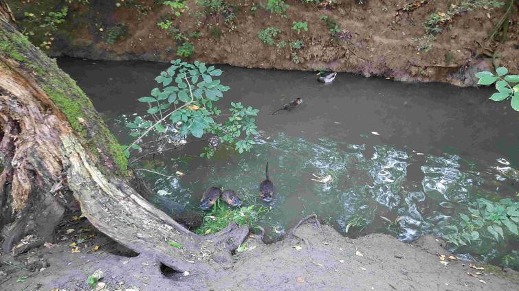 Nutrie ve Zlíně ničí břehy. Lidé nerespektují zákaz krmení