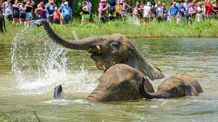 Tropické teploty zvládají zvířata ve zlínské zoo bez problémů. Dostávají i speciální zmrzliny