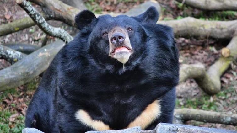 Medvěd Jiří se do ostravské zoo přestěhuje nejdříve letos na podzim