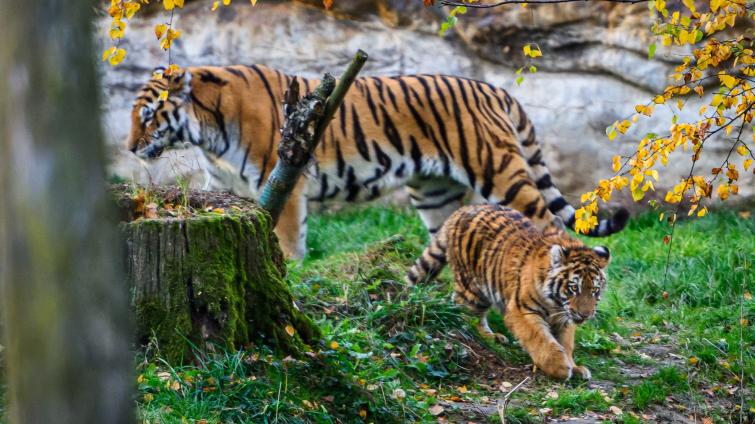 Zlínská zoo se raduje! Malý tygřík zvládl těžší start do života a má se čile k světu