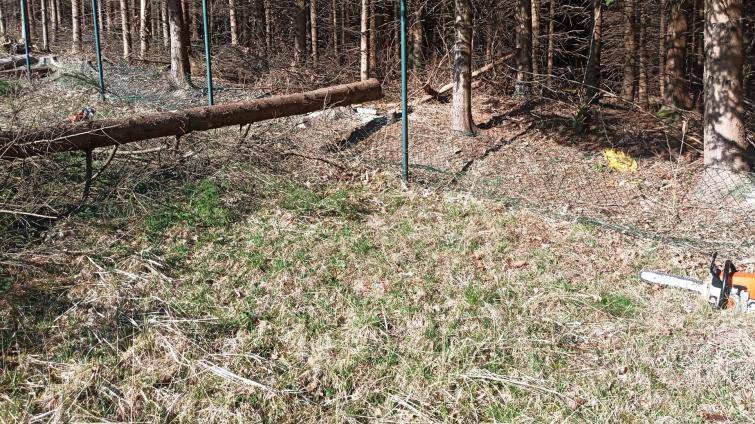 Muže na Valašsku zranil padající strom. Letěl pro něj vrtulník