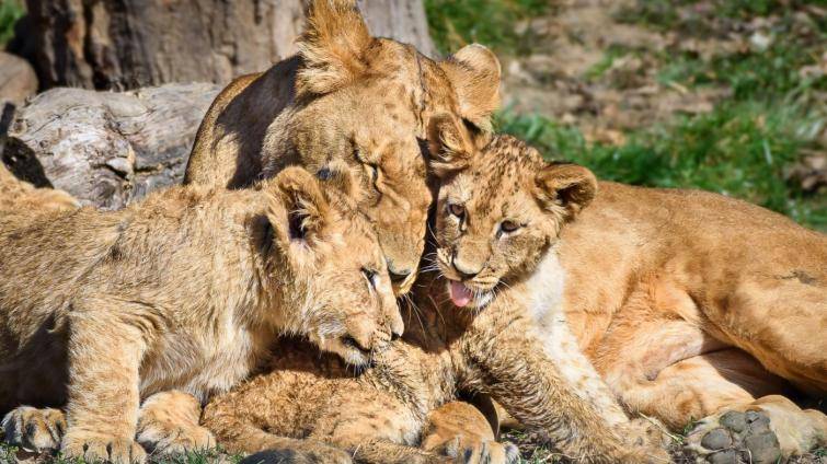 Trojice lvíčat už dovádí ve venkovním výběhu. Nenechte si je ujít, zve zlínská zoo 