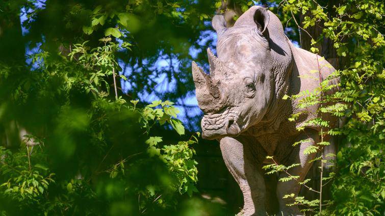 Zlínská zoo a její návštěvníci přispěli na ochranu ikonického nosorožce už více než 1 200 000 korun