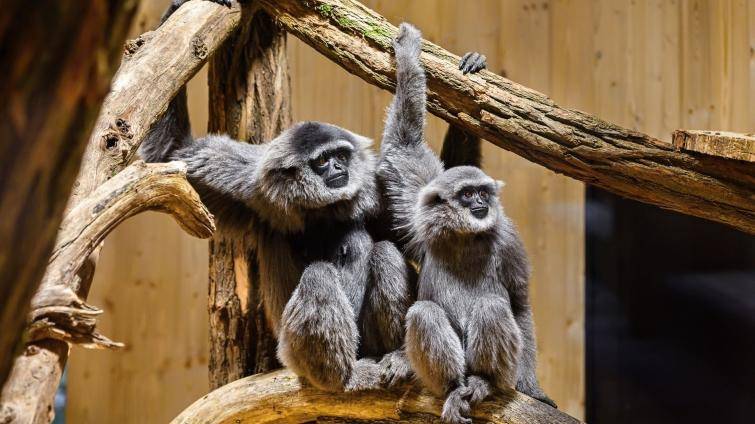 Vzácní primáti na dosah i jedinečná relaxační zóna. Zlínská zoo otevírá Giboniku