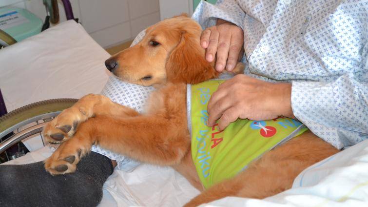 Pacienty ve valašskomeziříčské nemocnici potěší čtyřnohá kamarádka