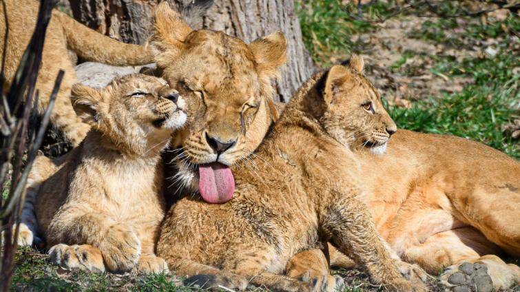 Zlínská zoo v sobotu pokřtí trojici lvíčků. Víme, kdo bude kmotrem!