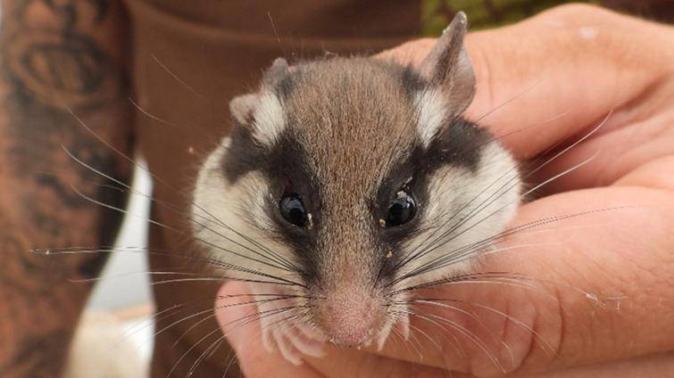 Zlínská zoo se snaží o návrat ohroženého hlodavce do volné přírody