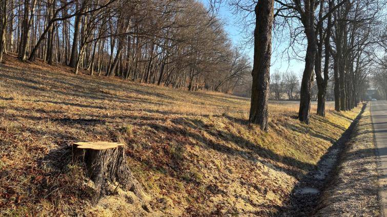 Silničáři přes zimu pokáceli přes 900 stromů. Za všechny bude náhradní výsadba