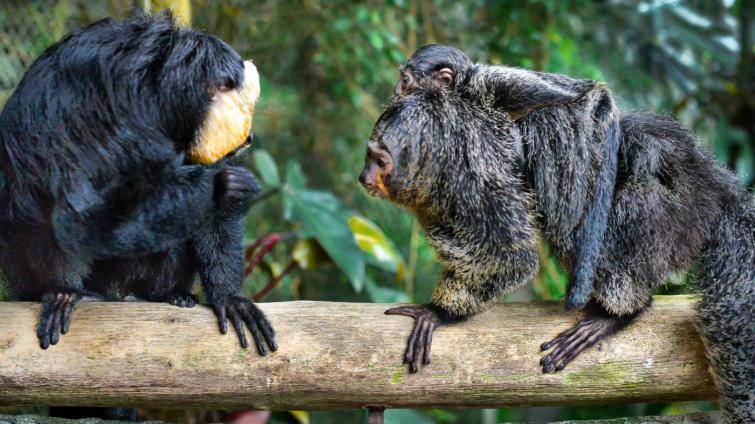 Návštěvník zlínské zoo krmil chvostany čokoládou. Hledají se svědci incidentu