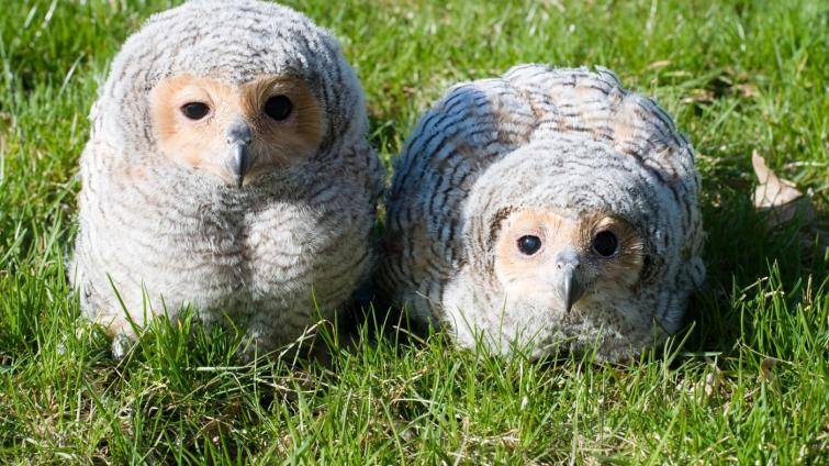 Radost ve zlínské zoo! Vylíhla se zde dvě mláďata vzácného puštíka tečkovaného