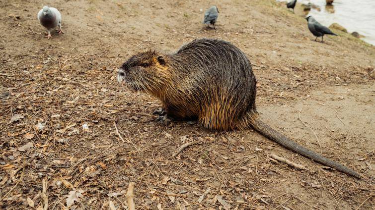 Ve Zlíně začal jarní odchyt přemnožených nutrií. V pasti skončilo už 25 kusů