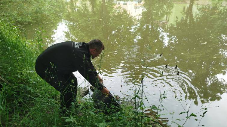 Do záchrany neposedných kachňat v Luhačovicích se zapojili strážníci i hasiči