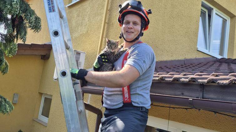 Sedmiměsíční kotě uvízlo na vysokém stromě. Po dvou dnech ho zachránili hasiči