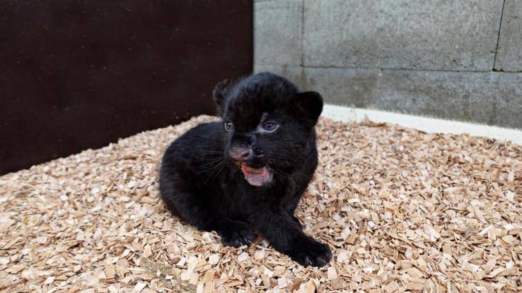 Je to holka! Chovatelé zlínské zoo prozradili pohlaví jaguářího miminka