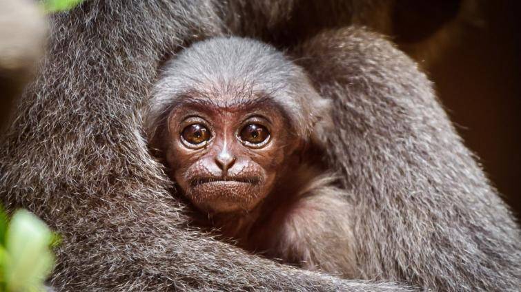 Dvouměsíční gibon ze zlínské zoo má sedm kmotrů. Mláďátku dali neutrální jméno