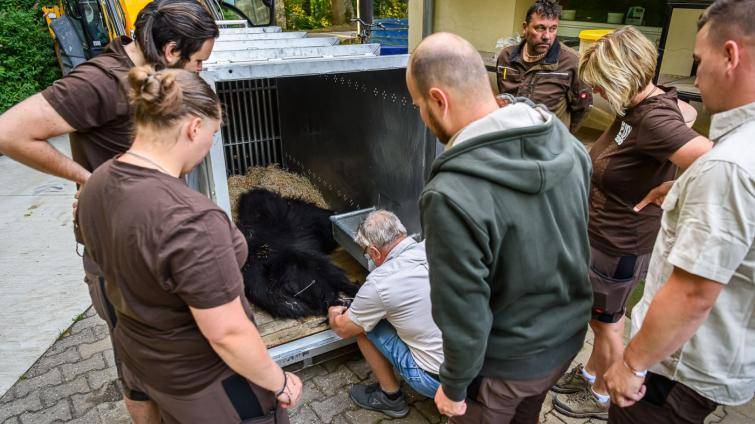 Medvěd Disambar ze zlínské zoo se vydal do Skotska. Přeprava ve speciálním vozidle trvala dva dny