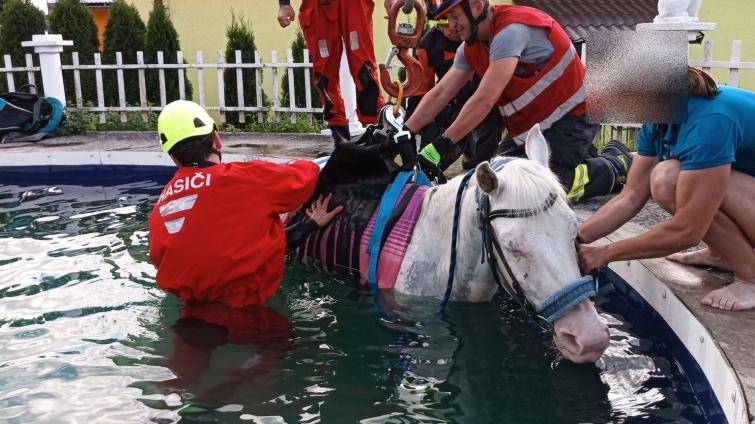 Hasiči zachraňovali koně, který spadl do bazénu