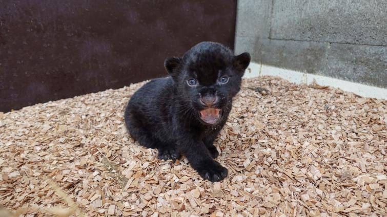 VIDEO: Jaguáří princezna se poprvé přímo setkala s otcem Akabem!
