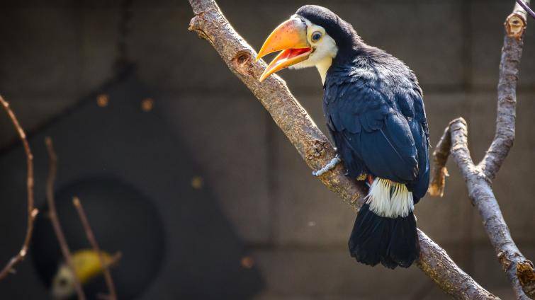 Další chovatelský „majstrštyk“! V Zoo Zlín se poprvé v historii vylíhla mláďata tukanů obrovských