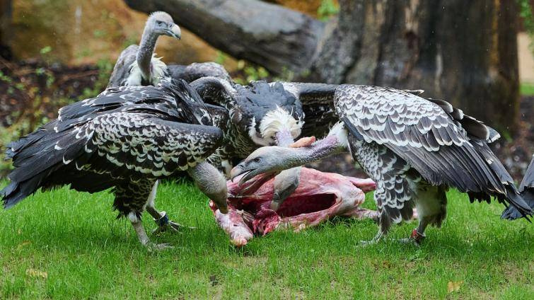 Komentované krmení supů v Gora Arku slibuje nezapomenutelný zážitek