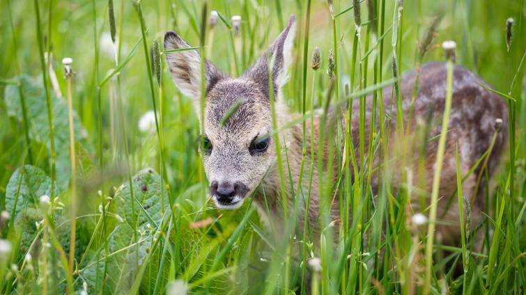Zlínský kraj chce chránit mláďata při jarních sečích. Na drony pro myslivce vyčlení milion korun