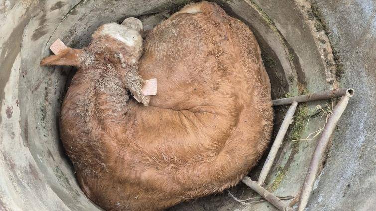 Na Vsetínsku spadl býk do skruže. Zachránili ho hasiči