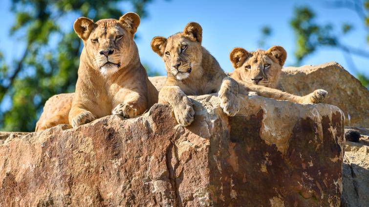 Zlínskou zoo od začátku roku navštívilo 700 000 lidí. Padne letos rekord?