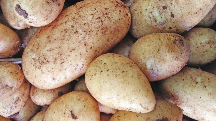 Recidivista sklidil úrodu na cizím poli. Usvědčila ho fotopast