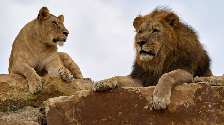 Zlínská zoo otevírá první záchranné centrum pro lvy v Česku