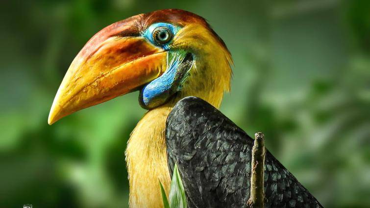 Zoo Zlín odchovala jako první zoo v Česku zoborožce přilbového