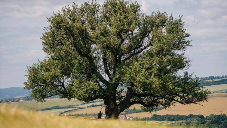 Památná hrušeň z Míkovic je v superfinále soutěže Strom roku 2025. O vítězi můžete hlasovat do 5. října