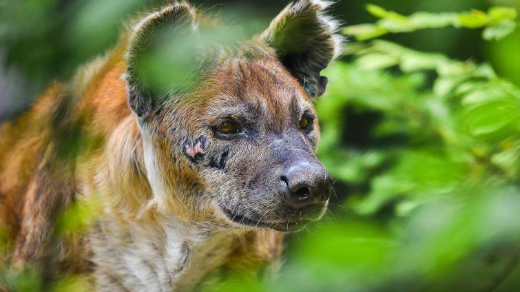 Ve zlínské zoo uhynula hyena Jilly. Selhalo jí srdce