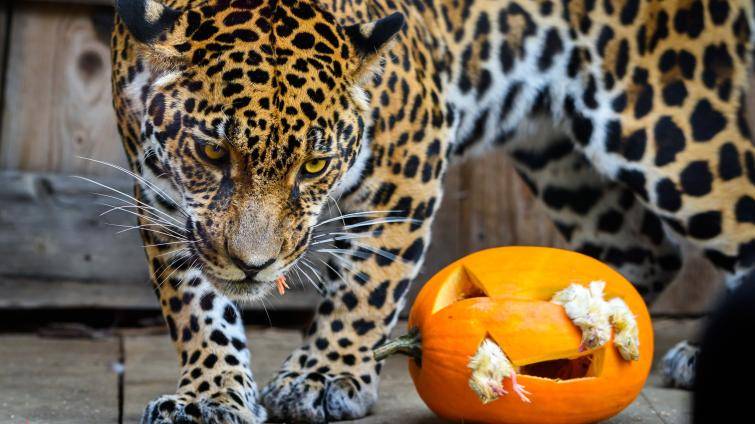 Zlínská zoo chystá speciální halloweenský program. Na své si přijdou i zvířata