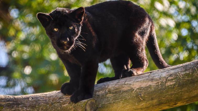 Milované děvče nebo květinka. Jaguáří samička ze zlínské zoo dostala krásné jméno