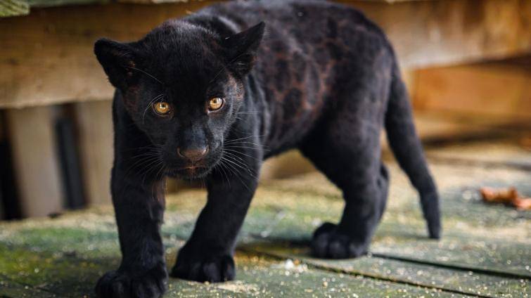 Zlínská zoo chystá křest jaguáří princezny. O jménu rozhodují fanoušci