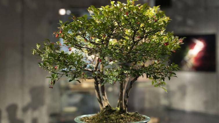 Ve Starém Městě je k vidění unikátní výstava bonsají. Premiéru mají bonsajové misky