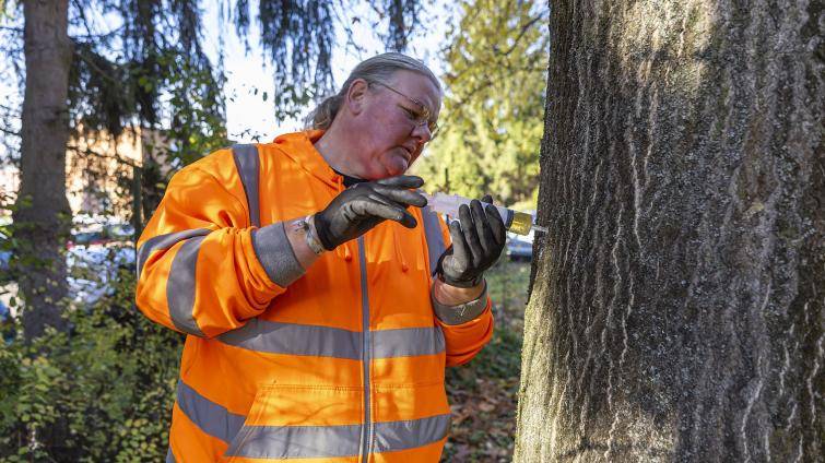 Baťova nemocnice začala ve svém areálu s likvidací nebezpečného pajasanu