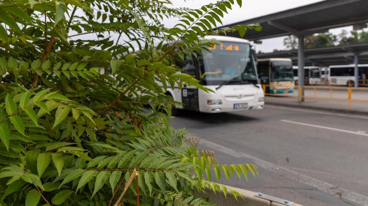 Invazní druhy rostlin a živočichů ohrožují přírodu, zdraví obyvatel i majetek