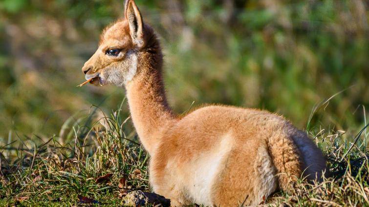 Zlínská zoo po 13 letech odchovala lamy vikuně