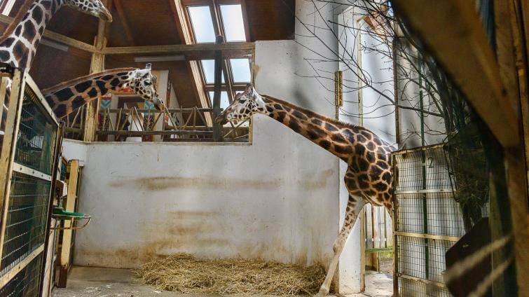 Předčasný dárek v Zoo Zlín! Ze Dvora Králové přicestovala žirafa Ema