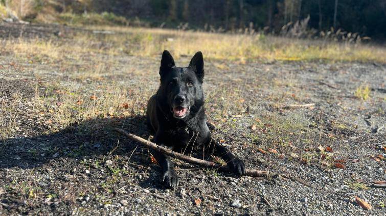 Zraněného a podchlazeného seniora našel v lese policejní pes Small
