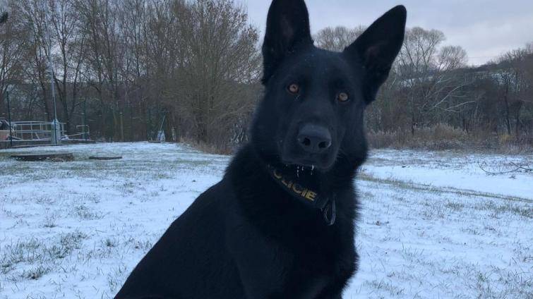 Policejní pes Varo vypátral opilou řidičku, která ve Zlíně utekla od nehody